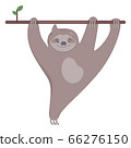 Cute sloth on the branch of tree smiling. 66276150