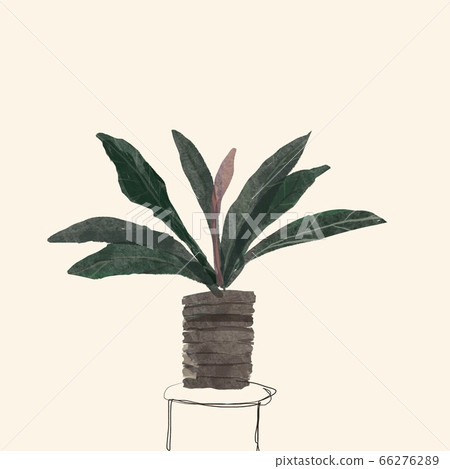 Houseplant Jungle King potted plant Houseplant Jungle King potted plant 66276289