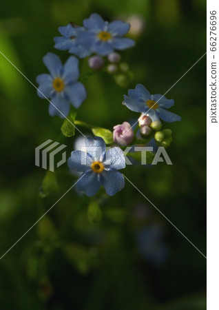 Closeup Blue Forget Me Nots Flowers 66276696