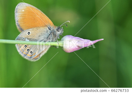 Silver washed Fritillary underwing butterfly Silver washed Fritillary underwing butterfly 66276733