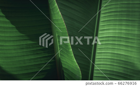 Dark green of banana leaves Dark green of banana leaves 66276916