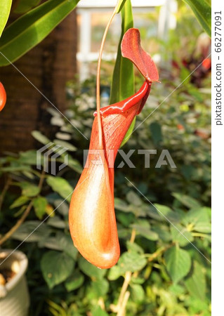 Nepenthes Carnivorous Plant Usuigawa Tropical Botanical Garden Nepenthes Carnivorous Plant Usuigawa Tropical Botanical Garden 66277091