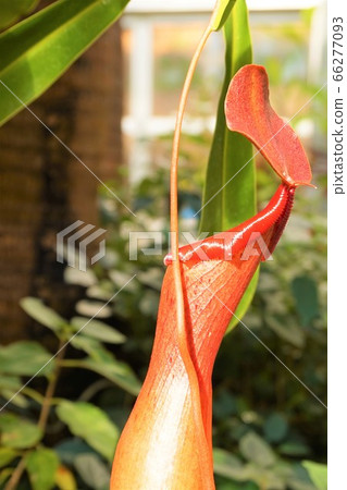 Nepenthes Carnivorous Plant Usuigawa Tropical Botanical Garden Nepenthes Carnivorous Plant Usuigawa Tropical Botanical Garden 66277093