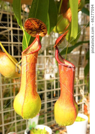Nepenthes Carnivorous Plant Usuigawa Tropical Botanical Garden 66277094