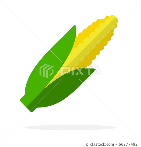 Ear of corn vector flat material design isolated object on white background. 66277482