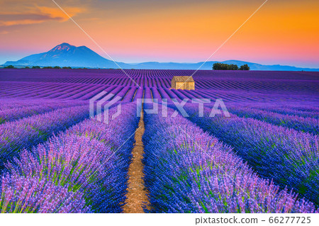 Wonderful summer landscape with lavender fields in 66277725