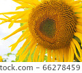 向日葵了 66278459