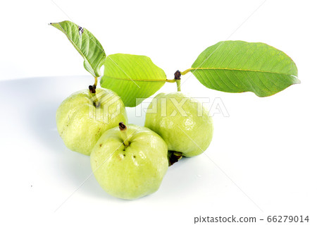 Fresh guava fruit 66279014