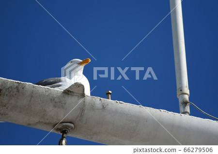 seagull with blue sky, San Francisco 66279506