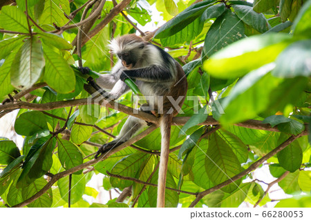 Wild Red Colobus monkey sitting on the branch and eating Leaves in tropical forest on Zanzibar Wild Red Colobus monkey sitting on the branch and eating Leaves in tropical forest on Zanzibar 66280053