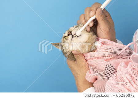 At the vet's hand brushing the teeth of a cat At the vet's hand brushing the teeth of a cat 66280072