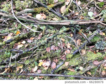 Texture of sticks and branches, logs of roots Texture of sticks and branches, logs of roots 66280078