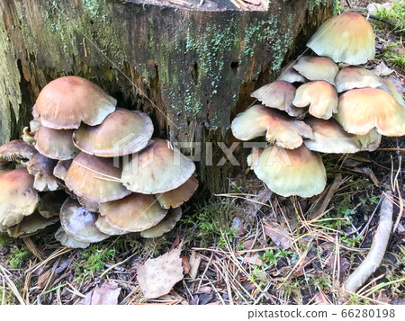 Different woody delicious mushrooms Different woody delicious mushrooms 66280198