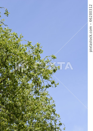 Dragons claw willow 66280312