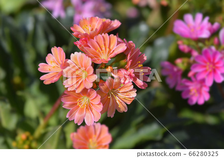 Siskiyou lewisia Mountain Dreams Siskiyou lewisia Mountain Dreams 66280325