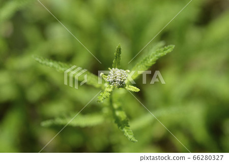 Summer Pastels Yarrow Summer Pastels Yarrow 66280327