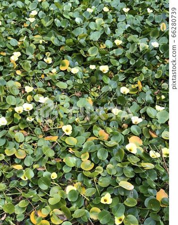 Flowers in the pond 66280739