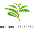 Green tea leaf isolated on white 66280769