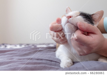 The person's hand is scratching the chin for the cat. The cat likes it so much that they close their eyes with pleasure. 66280861