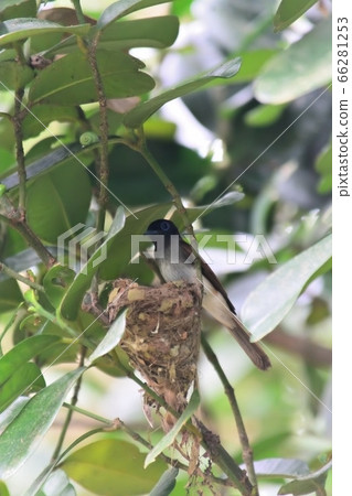 Summer migratory bird 66281253