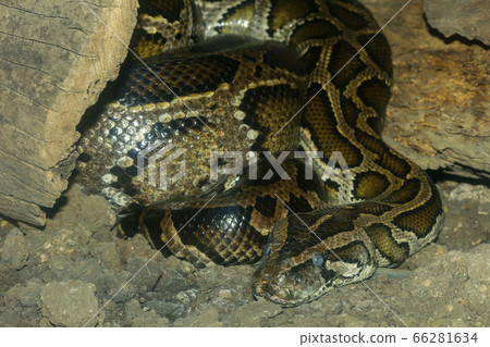 The burmese python snake is hide body in cave 66281634