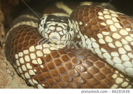 Close up head The Cobra viper snake is hide in the 66281636