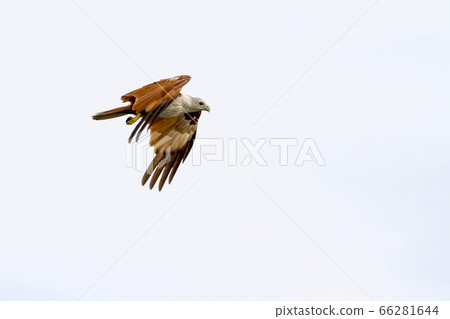 Red eagle fly on the sky in nature at thailand 66281644
