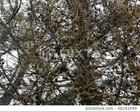 Texture of many unique spruce, pine tree Texture of many unique spruce, pine tree 66281699
