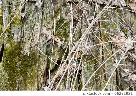 Texture of old rotten old chopsticks, twigs Texture of old rotten old chopsticks, twigs 66281921
