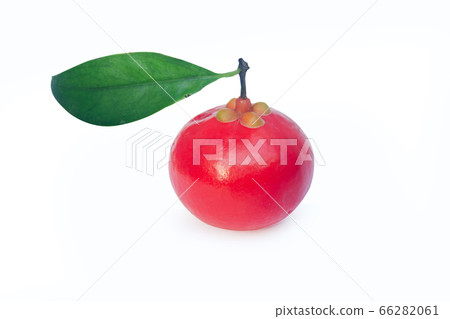 Garcinia cowa Roxb Fruit, Madan red isolated on 66282061