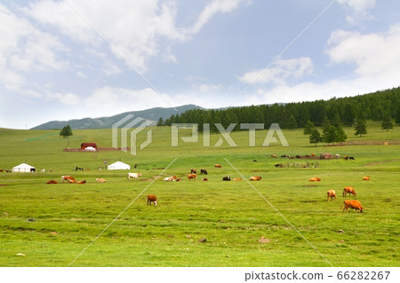 the ger camp in a large meadow at ulaanbaatar , mongolia the ger camp in a large meadow at ulaanbaatar , mongolia 66282267