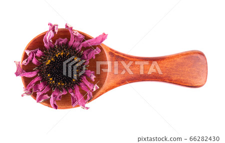 Dried Echinacea flowers on wooden spoon, isolated 66282430