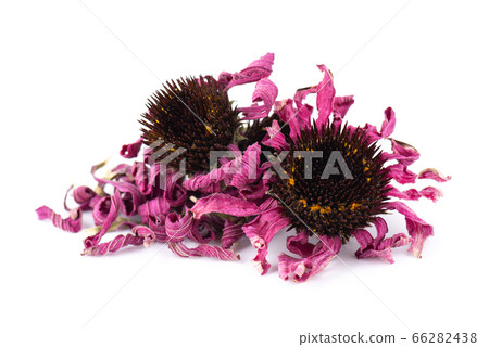 Dried Echinacea flowers, isolated on white 66282438