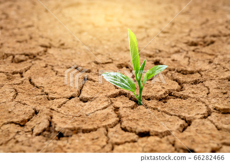 Trees are growing in dry ground Concept Forest and nature conservation Trees are growing in dry ground Concept Forest and nature conservation 66282466