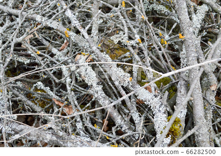 Texture of old dry rotten little thin old sticks 66282500