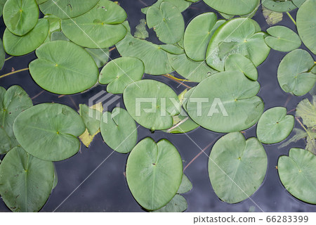 Closeup of waterlily leaves on top view 66283399