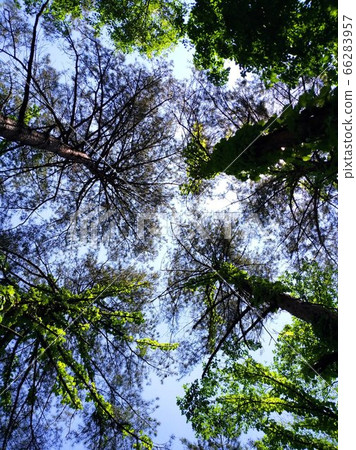 In the pine forest, the scent of flowers fills the air and I go for a walk, holding hands with the breeze. In the pine forest, the scent of flowers fills the air and I go for a walk, holding hands with the breeze. 66283957