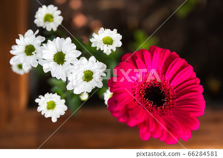 Pink Barberton Daisy Gerbera with White Marguerite Daisy in a Flower Pot 66284581