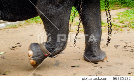 Closeup image of metal chains locked on elephant legs in zoo. Concept of abuse and cruel treatment of animals in wildlife 66285122