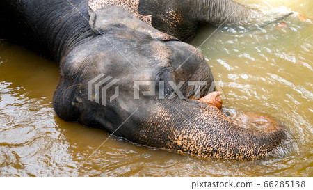 Portriat of adult elephant enjoying washing and lying in small river in jungle rainforest Portriat of adult elephant enjoying washing and lying in small river in jungle rainforest 66285138