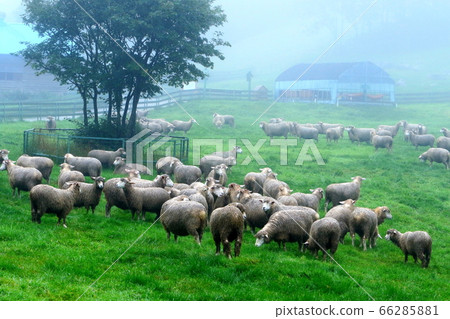 Sheep Ranch, Blue Grassland, Daegwallyeong, Landscape, Travel Sheep Ranch, Blue Grassland, Daegwallyeong, Landscape, Travel 66285881