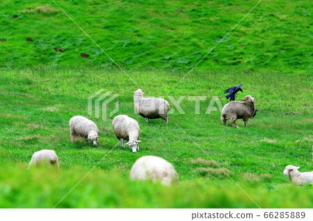 Sheep Ranch, Blue Grassland, Daegwallyeong, Landscape, Travel 66285889