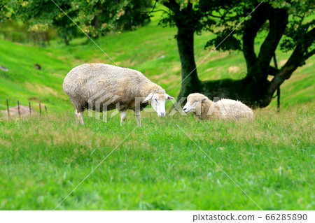 Sheep Ranch, Blue Grassland, Daegwallyeong, Landscape, Travel Sheep Ranch, Blue Grassland, Daegwallyeong, Landscape, Travel 66285890