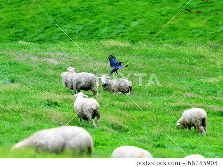 Sheep Ranch, Blue Grassland, Daegwallyeong, Landscape, Travel 66285903