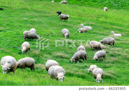 Sheep Ranch, Blue Grassland, Daegwallyeong, Landscape, Travel 66285905