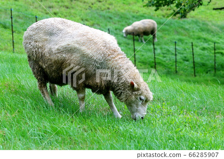 Sheep Ranch, Blue Grassland, Daegwallyeong, Landscape, Travel Sheep Ranch, Blue Grassland, Daegwallyeong, Landscape, Travel 66285907