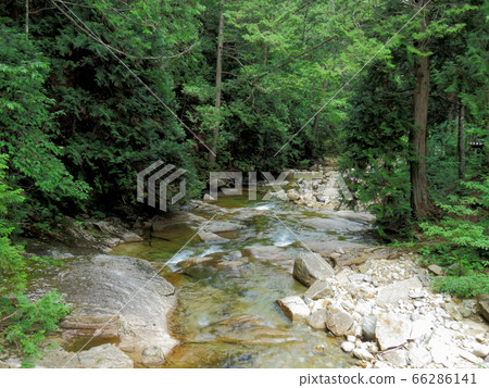 Japan's three major forests Japan's three major forests 66286141