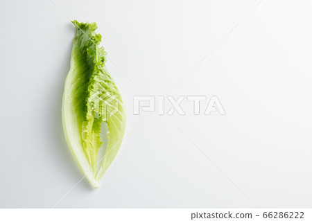 Salad and Basil on a white background. Minimum concept 66286222