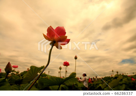 Lotus,landscape,pretty,beauty,sky,petals Lotus,landscape,pretty,beauty,sky,petals 66286337