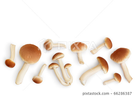 honey fungus mushrooms isolated on white background with clipping path. Top view with copy space for your text. Flat lay. honey fungus mushrooms isolated on white background with clipping path. Top view with copy space for your text. Flat lay. 66286387